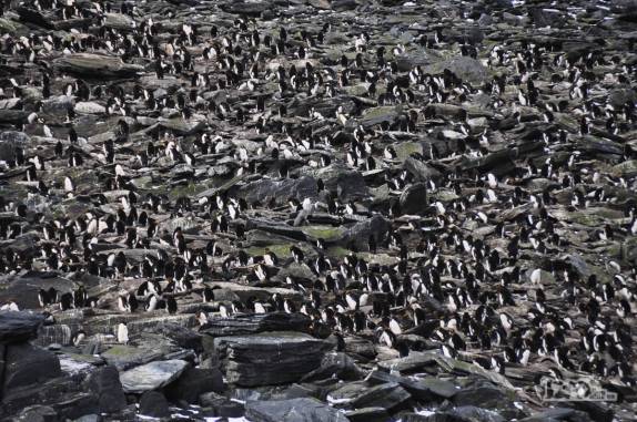 Centenas de pinguins chinstrap na paisagem rochosa de Cape Lookout, em Elephant Island, na Antártida